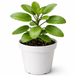 Kalanchoe Pinnata Live Plant - 4 Inch Pot Succulent Starter Plant - Image 7