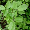 Kalanchoe Pinnata Live Plant - 4 Inch Pot Succulent Starter Plant - Image 1
