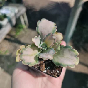 Kalanchoe Stained Glass Live Plant | Pink Variegated Succulent | 2in or 4in Pot - Image 3
