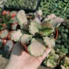 Kalanchoe Stained Glass Live Plant | Pink Variegated Succulent | 2in or 4in Pot - Image 1