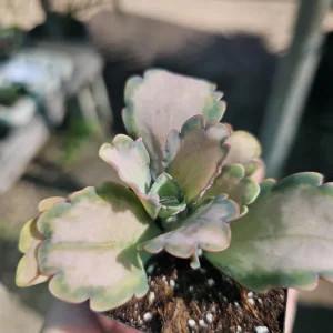 Kalanchoe Stained Glass Live Plant | Pink Variegated Succulent | 2in or 4in Pot - Image 4