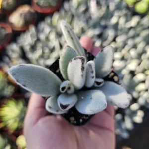 Kalanchoe Tomentosa Panda Plant Live Succulent | 2in or 4in Pot | Rare Indoor Plant - Image 2