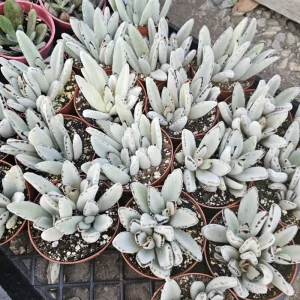 Kalanchoe Tomentosa Panda Plant Live Succulent | 2in or 4in Pot | Rare Indoor Plant - Image 3