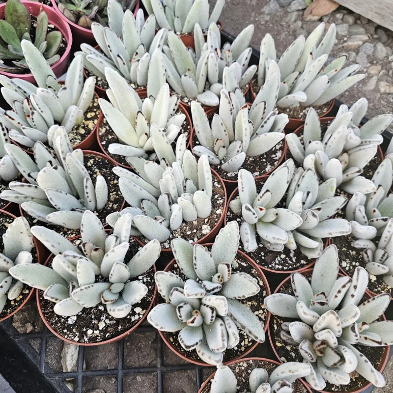 Kalanchoe Tomentosa Panda Plant Live Succulent | 2in or 4in Pot | Rare Indoor Plant - Image 3