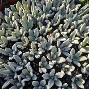 Kalanchoe Tomentosa Panda Plant Live Succulent | 2in or 4in Pot | Rare Indoor Plant - Image 4
