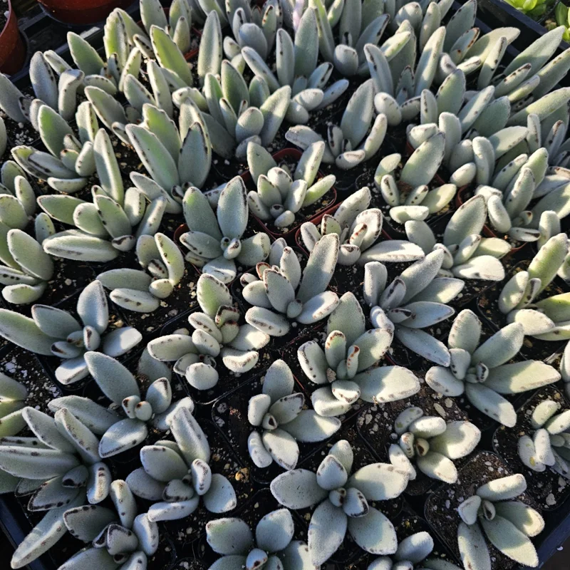 Kalanchoe Tomentosa Panda Plant Live Succulent | 2in or 4in Pot | Rare Indoor Plant - Image 4