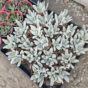 Kalanchoe Tomentosa Panda Plant Live Succulent | 2in or 4in Pot | Rare Indoor Plant - Image 6