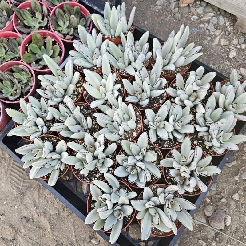 Kalanchoe Tomentosa Panda Plant Live Succulent | 2in or 4in Pot | Rare Indoor Plant - Image 6