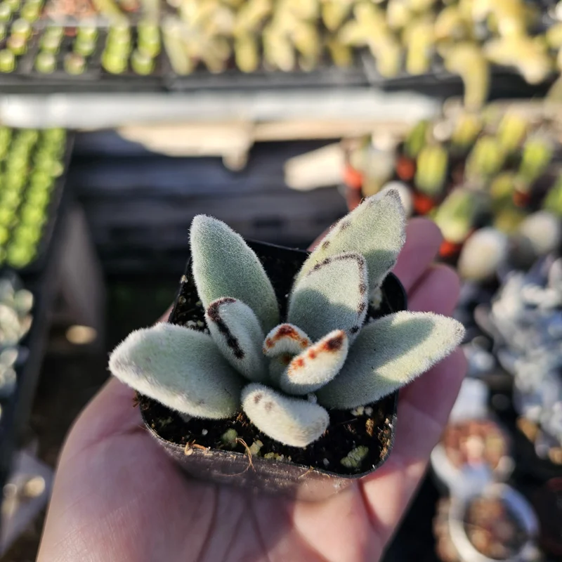 Kalanchoe Tomentosa Panda Plant Live Succulent | 2in or 4in Pot | Rare Indoor Plant - Image 9