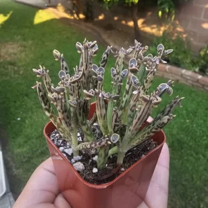 Kalanchoe tubiflora Live Plant – Mother of Millions – 2 inch Pot – Indoor/Outdoor Succulent - Image 4