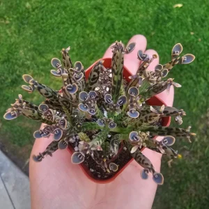 Kalanchoe tubiflora Live Plant – Mother of Millions – 2 inch Pot – Indoor/Outdoor Succulent - Image 5