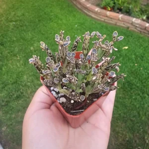 Kalanchoe tubiflora Live Plant – Mother of Millions – 2 inch Pot – Indoor/Outdoor Succulent - Image 6