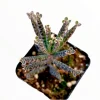 Kalanchoe Tubiflora 'Mother of Millions' Succulent Live Plant 2 Inch Pot Indoor Outdoor - Image 1
