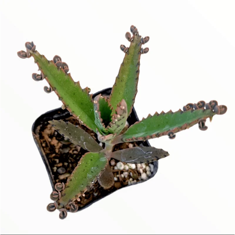 Kalanchoe Tubiflora 'Mother of Millions' Succulent Live Plant 2 Inch Pot Indoor Outdoor - Image 2