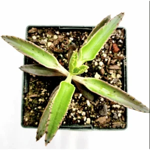 Kalanchoe Tubiflora 'Mother of Millions' Succulent Live Plant 2 Inch Pot Indoor Outdoor - Image 3