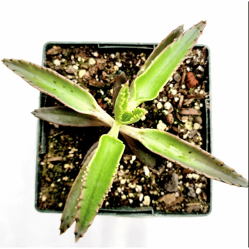 Kalanchoe Tubiflora 'Mother of Millions' Succulent Live Plant 2 Inch Pot Indoor Outdoor - Image 3