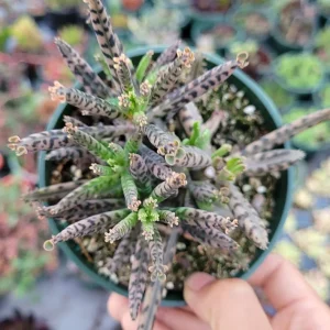 Kalanchoe Tubiflora 'Mother of Millions' Succulent Live Plant 2 Inch Pot Indoor Outdoor - Image 4