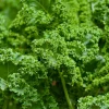 Kale Plant Live - 4-6 Inches Tall, Leafy Green Vegetable, 2 Plants in Pot, Indoor/Outdoor - Image 1