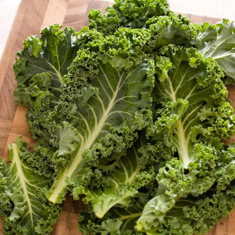 Kale Plant Live - 4-6 Inches Tall, Leafy Green Vegetable, 2 Plants in Pot, Indoor/Outdoor - Image 3