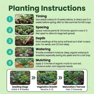 Kale Plant Live - 4-6 Inches Tall, Leafy Green Vegetable, 2 Plants in Pot, Indoor/Outdoor - Image 5