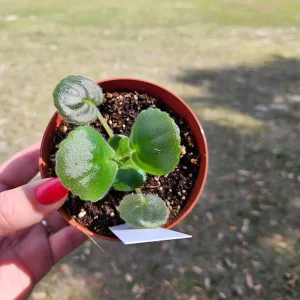 Kei Yoki African Violet Live Plant - Young Starter in 4 Inch Pot - Indoor Houseplant - Image 2