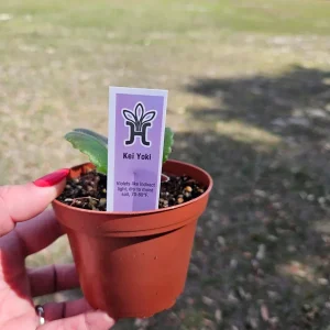 Kei Yoki African Violet Live Plant - Young Starter in 4 Inch Pot - Indoor Houseplant - Image 3