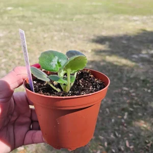 Kei Yoki African Violet Live Plant - Young Starter in 4 Inch Pot - Indoor Houseplant - Image 4