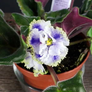 Kei Yoki African Violet Live Plant - Young Starter in 4 Inch Pot - Indoor Houseplant - Image 1