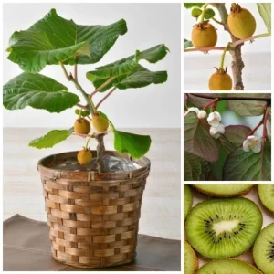 Kiwi Plant Live 6-12 Inch Tall - Hardy Fruit Vine for Trellis & Backyard - Image 2