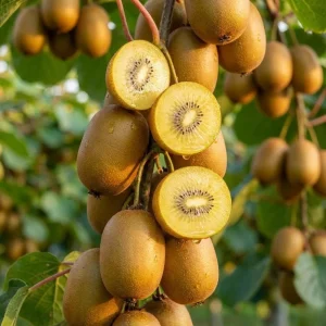Kiwi Plant Live 6-12 Inch Tall - Hardy Fruit Vine for Trellis & Backyard - Image 1