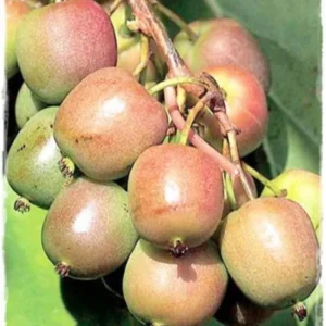 Kiwi Plant Live 6-12 Inch Tall - Hardy Fruit Vine for Trellis & Backyard - Image 3