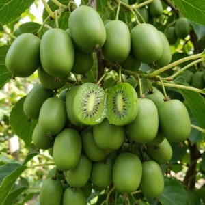 Kiwi Plant Live 6-12 Inch Tall - Hardy Fruit Vine for Trellis & Backyard - Image 4