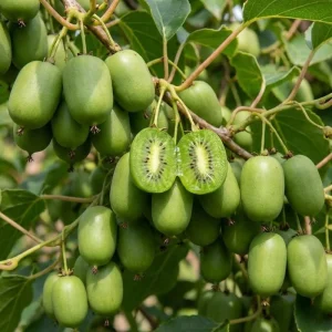 Kiwi Plant Live 6-12 Inch Tall - Hardy Fruit Vine for Trellis & Backyard - Image 5