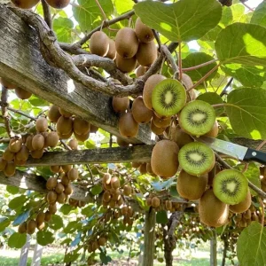 Kiwi Plant Live 6-12 Inch Tall - Hardy Fruit Vine for Trellis & Backyard - Image 7