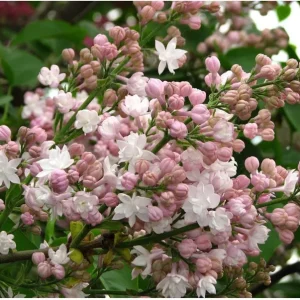 Krasavitsa Moskvy Lilac Bush Syringa Vulgaris Live Plant 4+ Inches Outdoor - Image 2