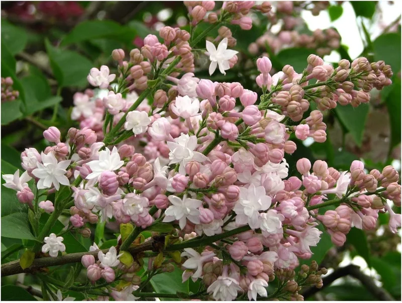 Krasavitsa Moskvy Lilac Bush - Syringa Vulgaris Live Plant 4+ Inches - Image 2