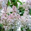 Krasavitsa Moskvy Lilac Bush - Syringa Vulgaris Live Plant 4+ Inches - Image 1