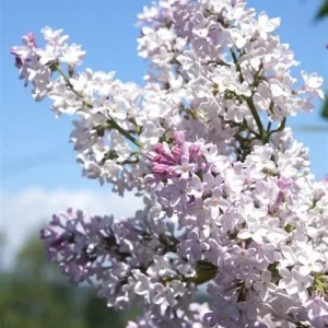 Krasavitsa Moskvy Lilac Bush - Syringa Vulgaris Live Plant 4+ Inches Bare Root Outdoor - Image 4