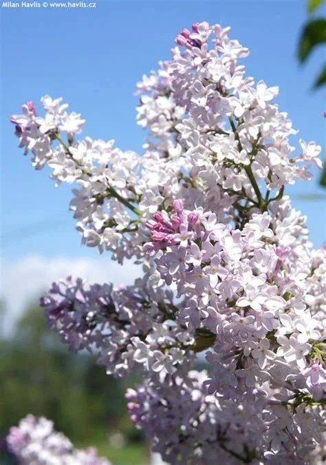 Krasavitsa Moskvy Lilac Bush - Syringa Vulgaris Live Plant 4+ Inches - Image 4