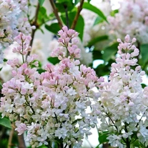 Krasavitsa Moskvy Lilac Bush Syringa Vulgaris Live Plant 4+ Inches Outdoor - Image 5