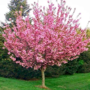 Kwanzan Flowering Cherry Tree Live Plant – Double Pink Blossoms – 2.5-inch Pot, 1 Year Old Tree, Outdoor - Image 2