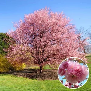 Kwanzan Flowering Cherry Tree Live Plant – Double Pink Blossoms – 2.5-inch Pot, 1 Year Old Tree, Outdoor - Image 4
