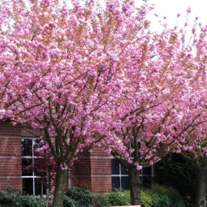 Kwanzan Flowering Cherry Tree Live Plant – Double Pink Blossoms – 2.5-inch Pot, 1 Year Old Tree, Outdoor - Image 5