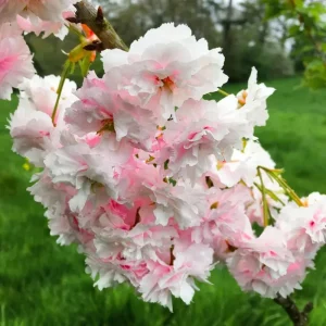 Kwanzan Flowering Cherry Tree Live Plant – Double Pink Blossoms – 2.5-inch Pot, 1 Year Old Tree, Outdoor - Image 6