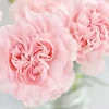 La France Carnation Seeds - Pink Dianthus Flower Seeds, Non-GMO, 30+ Seeds, Biennial, Full Sun - Image 1