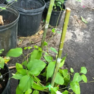 La Giang Sour Creeper Seeds - Rare Edible Climbing Plant Seeds - Image 4