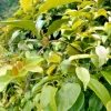 La Giang Sour Creeper Seeds - Rare Edible Climbing Plant Seeds - Image 1