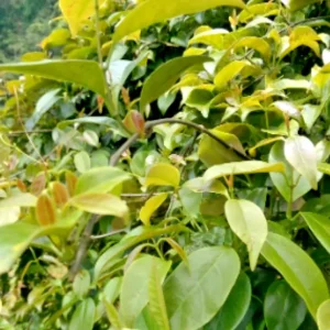 La Giang Sour Creeper Seeds - Rare Edible Climbing Plant Seeds - Image 1