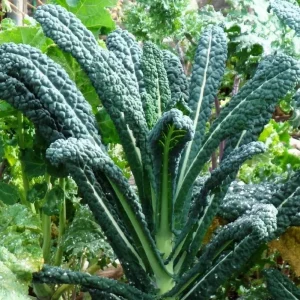 Lacinato Kale Live Plant (Blue Kale) – 4 Inch Pot – Vegetable Garden Seedling - Image 2