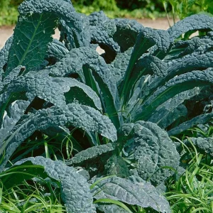 Lacinato Kale Live Plant (Blue Kale) – 4 Inch Pot – Vegetable Garden Seedling - Image 3